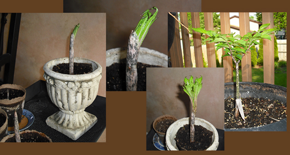 Sprouts from small corms planted in spring of 2008.