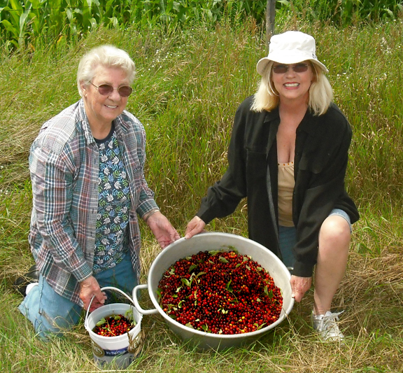 SylviaNadiaPinCherriesWeb